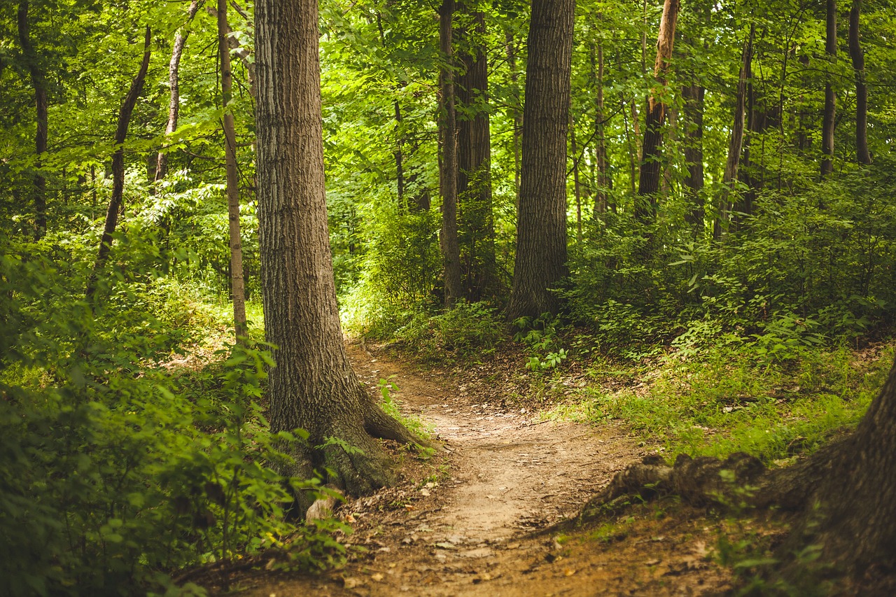 développer la filière bois en Belgique